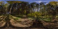 360 by 180 degree spherical panorama in sunny autumn day in pine forest with blue sky. Royalty Free Stock Photo