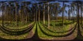 360 by 180 degree spherical panorama in sunny autumn day in pine forest with blue sky. Royalty Free Stock Photo