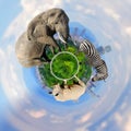 360 degree view of Elephant, zebra, rhino with the city of on th