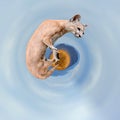 360 degree view of Puma stands on a tree Royalty Free Stock Photo