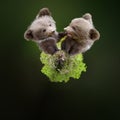 360 degree view of Two young brown bear cub in the fores Royalty Free Stock Photo
