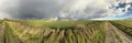 180 degrees panorama of Polish countryside in winter