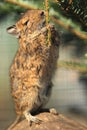 Degu Royalty Free Stock Photo