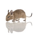 Degu Royalty Free Stock Photo