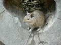 Degu