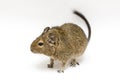 Degu