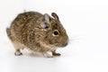 Degu