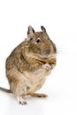 Degu Royalty Free Stock Photo