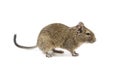 Degu Royalty Free Stock Photo