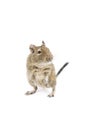 Degu Royalty Free Stock Photo