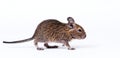 Degu Royalty Free Stock Photo