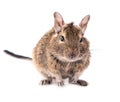 Degu baby Royalty Free Stock Photo