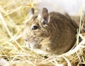 degu, chilean squirrel, homemade sits in the hay and eats close-up eating Royalty Free Stock Photo