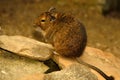Degu in Cute Pose Royalty Free Stock Photo