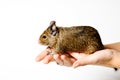 Degu on hand Royalty Free Stock Photo