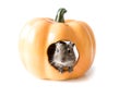 Degu hides in a pumpkin house, closeup Royalty Free Stock Photo