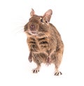 Degu isolated Royalty Free Stock Photo