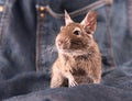 Degu on the jeans Royalty Free Stock Photo