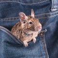 Degu in the pocket Royalty Free Stock Photo