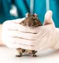 Degu loves to be hold in hand of vet