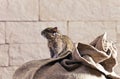 Degu (Octodon degus) Royalty Free Stock Photo