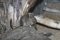 Degu, Octodon degus Royalty Free Stock Photo