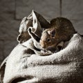 Degu (Octodon degus) is a small caviomorph rodent Royalty Free Stock Photo