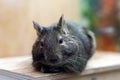 Degu pet relaxing after eating. exotic animal for domestic life