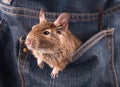 Degu in the pocket Royalty Free Stock Photo