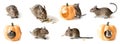 Degu, set on white Royalty Free Stock Photo