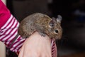 Degu sitting in a hand.