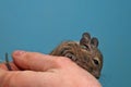 Degu sitting in a hand