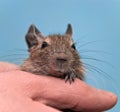 Degu sitting in a hand Royalty Free Stock Photo