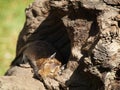 Degu sleeping