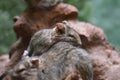 Degu Sleeping on Another Degu Royalty Free Stock Photo