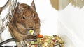 Degu. Royalty Free Stock Photo