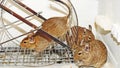 Degu. Royalty Free Stock Photo