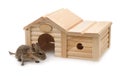 Degu beside small wooden pet house