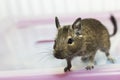 Degu squirrel native to Chile Royalty Free Stock Photo