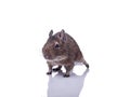 Degu squirrel pet with reflection Royalty Free Stock Photo