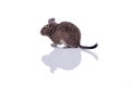 Degu squirrel pet with reflection Royalty Free Stock Photo