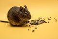 Funny face of a degu squirrel with pinned ears Royalty Free Stock Photo