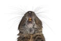 Degu on white background Royalty Free Stock Photo