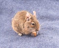 Degu