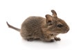 Degu Royalty Free Stock Photo