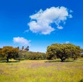 Dehesa grassland by via de la Plata way Spain Royalty Free Stock Photo