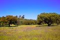 Dehesa grassland by via de la Plata way Spain Royalty Free Stock Photo