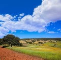 Dehesa grassland by via de la Plata way Spain Royalty Free Stock Photo