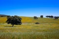 Dehesa grassland by via de la Plata way Spain Royalty Free Stock Photo