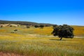 Dehesa grassland by via de la Plata way Spain Royalty Free Stock Photo